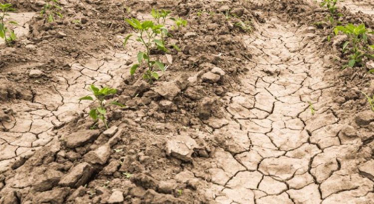 Jalisco vivirá un estiaje difícil por la sequía