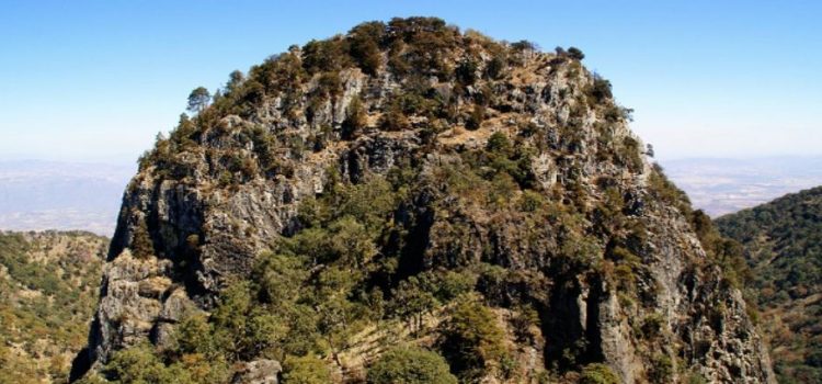 Abren convocatoria del programa para el desarrollo forestal de Jalisco Abren convocatoria del programa para el desarrollo forestal de Jalisco