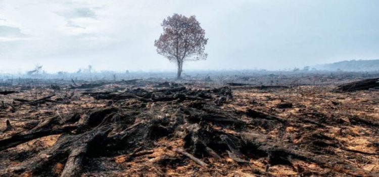 Ecocidio entrará al Código Penal de Jalisco
