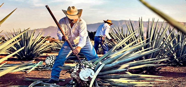 Tequila acumula siglos de tradición