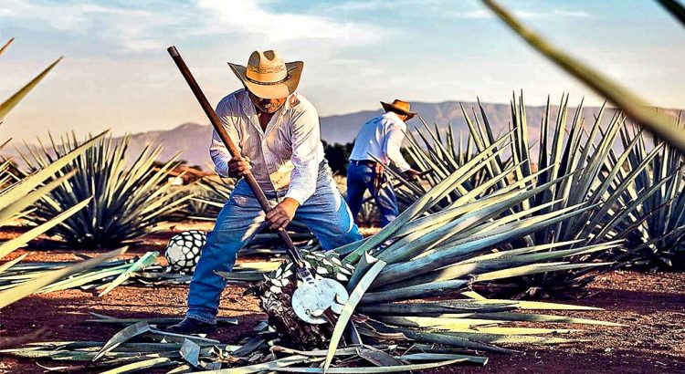 Tequila acumula siglos de tradición