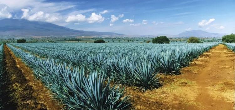 Piden en Congreso vigilar siembra y producción de tequila