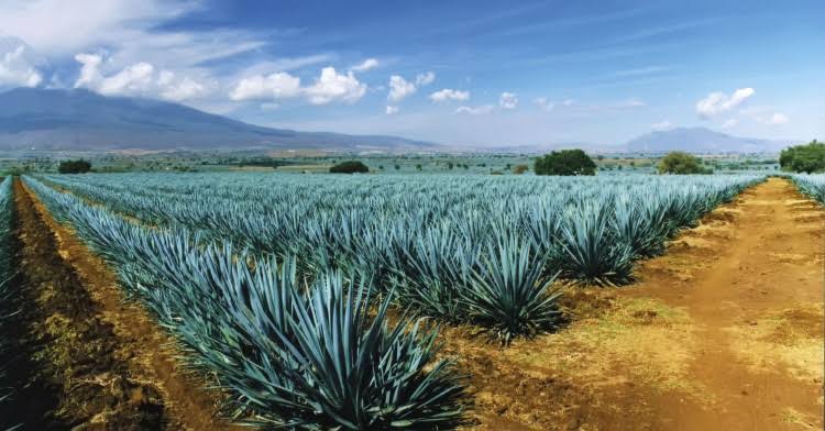 Piden en Congreso vigilar siembra y producción de tequila