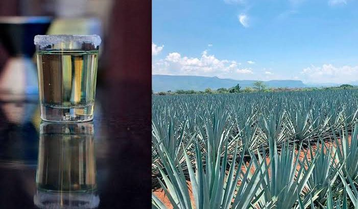Hasta 70 mil cajas de este peculiar tequila se venden al año