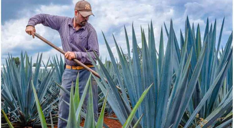 Guatemala reconoce Denominación de Origen del Tequila