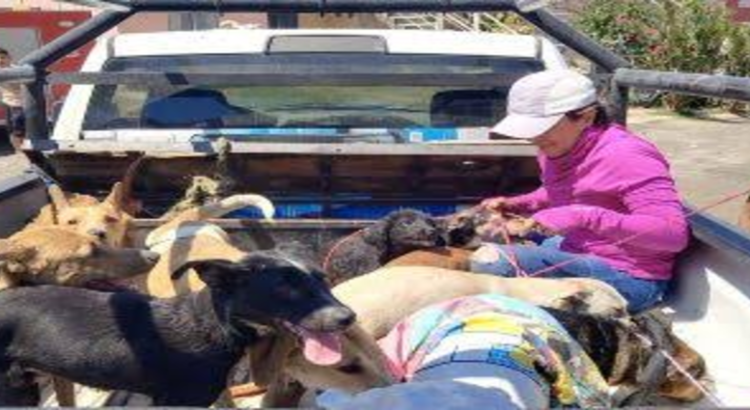 Capturan a mataperros en Jalisco