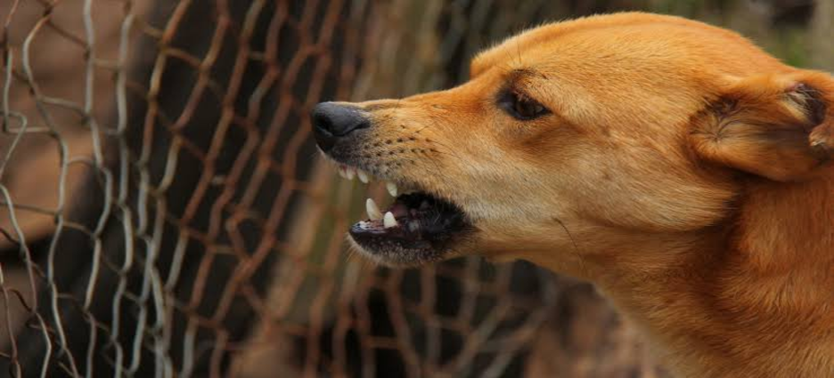 Jauría de perros ataca a joven en Jalisco
