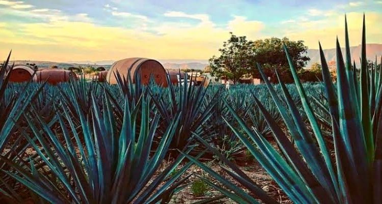 Destacan logros de industria del agave