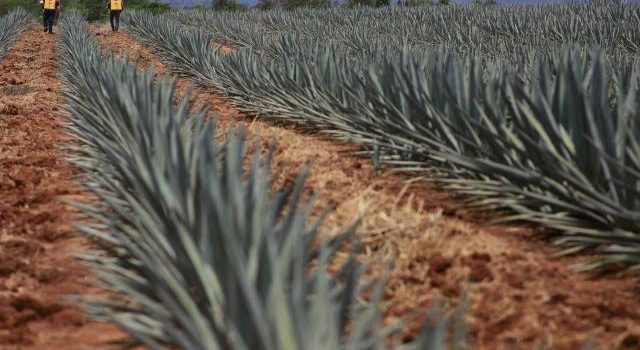 Sobreproducción de agave para tequila en México enciende alertas climáticas
