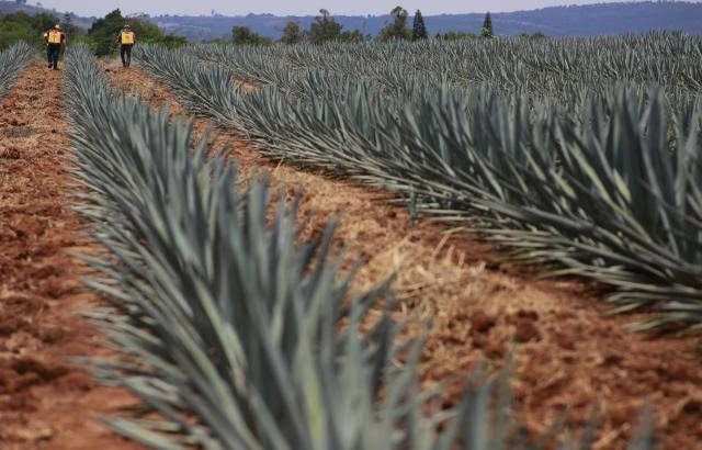 Sobreproducción de agave para tequila en México enciende alertas climáticas
