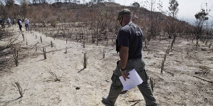 Evidencian deforestación por consumo del agave azul al sur de Jalisco