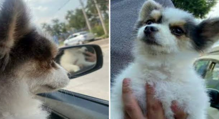 Fiscalía de Jalisco rescató a un perro valuado en 18 mil pesos en Jalisco