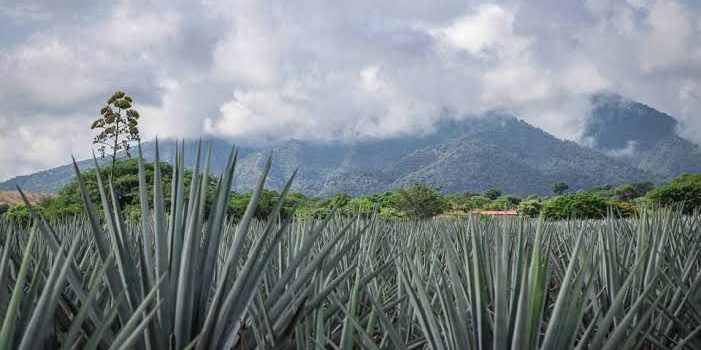 El tequila, un regalo de Jalisco para el mundo