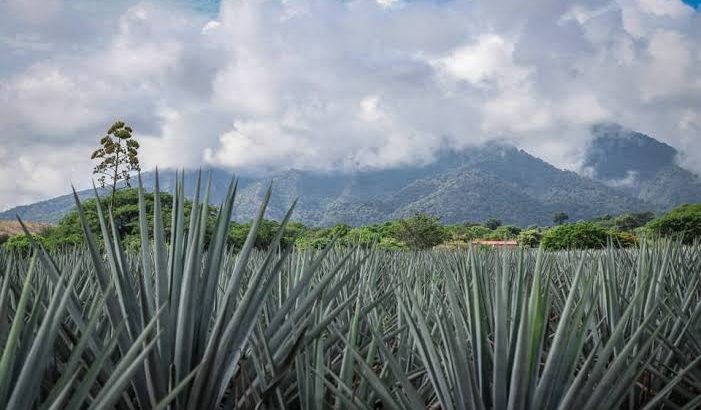 El tequila, un regalo de Jalisco para el mundo