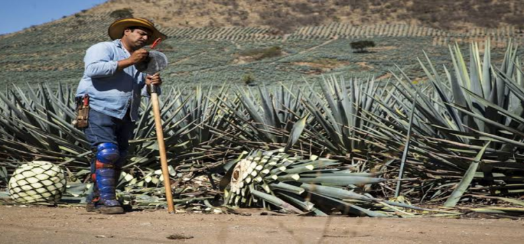 Las verdaderas razones por las que solo México produce tequila