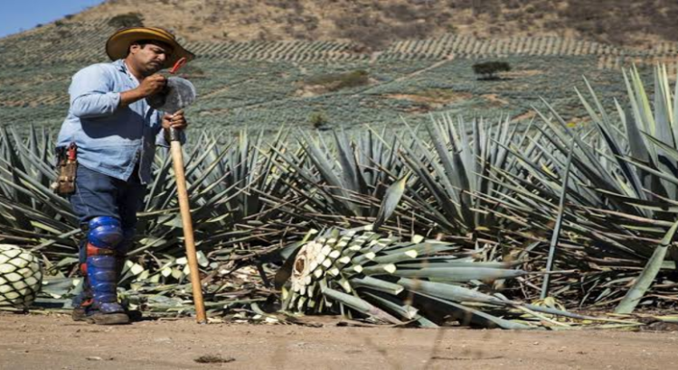 Las verdaderas razones por las que solo México produce tequila