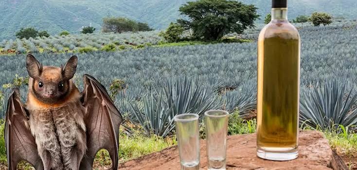 Genética y murciélagos pueden mejorar la industria del tequila