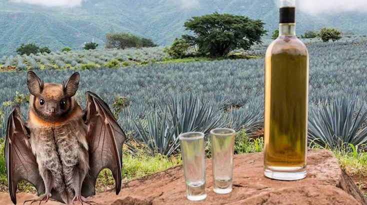 Genética y murciélagos pueden mejorar la industria del tequila