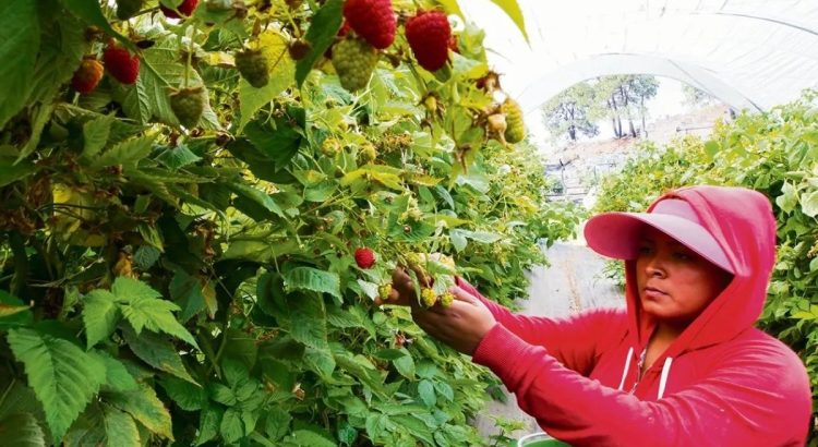 Caída de exportaciones de berries en México afecta gravemente a Jalisco y Sinaloa