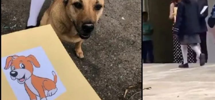 Flavio, el perrito callejero que se graduó y conquistó TikTok
