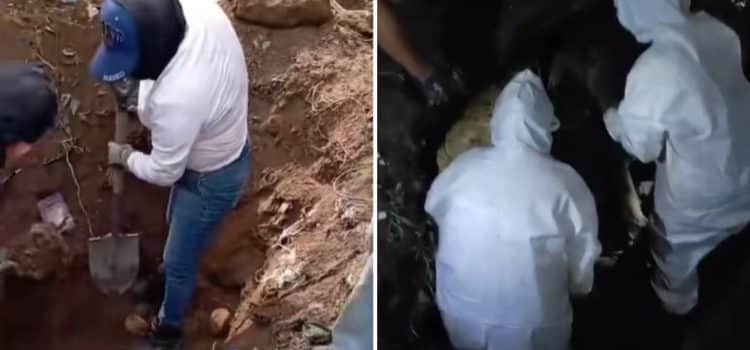Hallan 50 bolsas con restos humanos en fosa clandestina de Zapopan