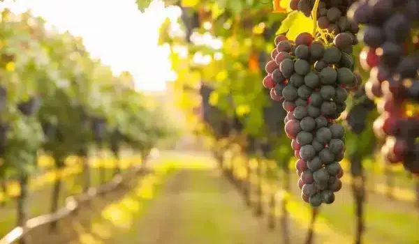 Descubre la ruta del vino de la Ribera de Chapala en Jalisco