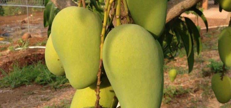 Producción de mango en Jalisco se ve afectada por sequía y cambio climático