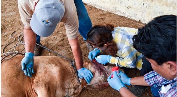 Funcionarios y expertos se reunen para atender brote de gusano barrenador
