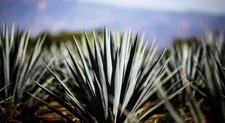 Mesa de trabajo para proteger la producción de agave en Jalisco