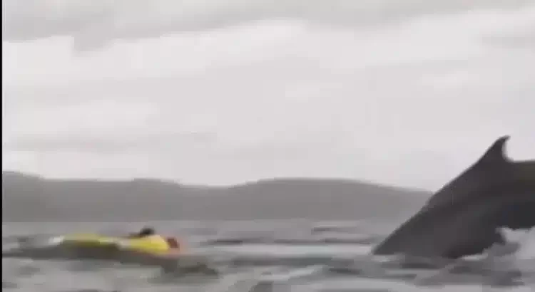 Se lo tragó una ballena … y sobrevivió para contarlo