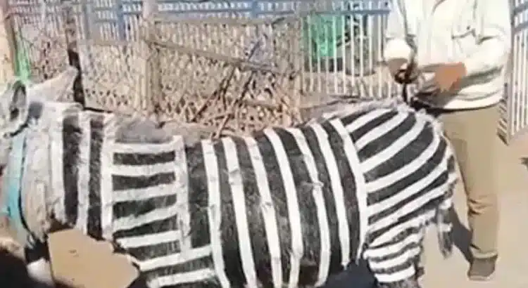 Zoológico dio a sus visitantes burro por cebra