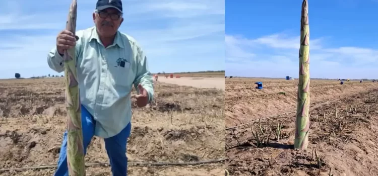En el Valle, el espárrago más grande del mundo