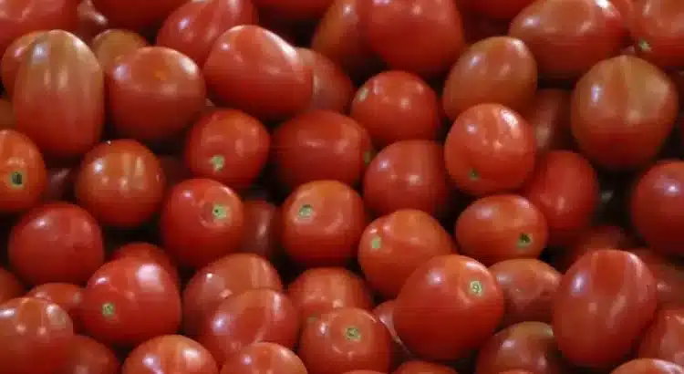 Estados Unidos impone nuevos aranceles al tomate mexicano