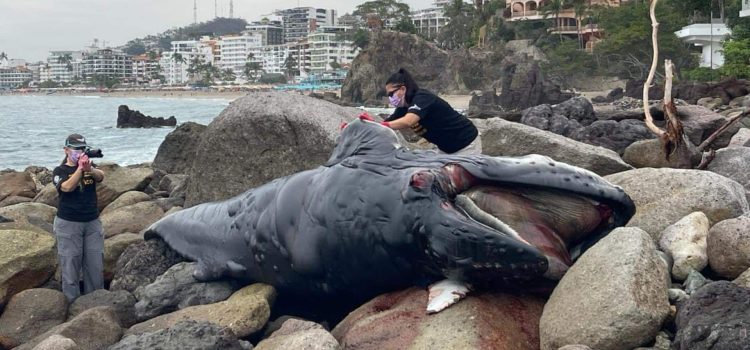 Hallan ballenato muerto en el Malecón de Puerto Vallarta