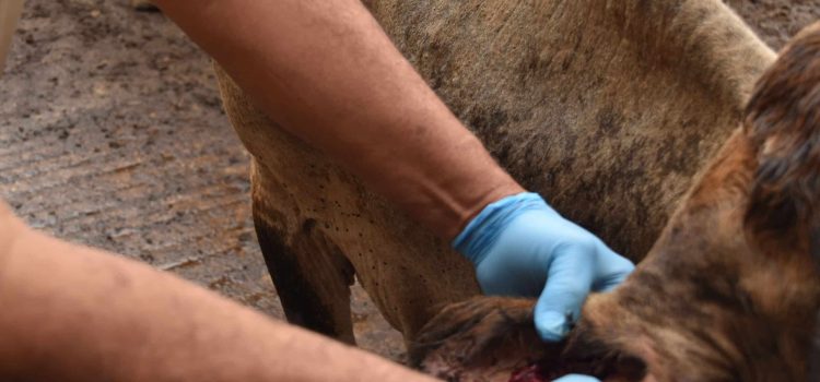 Jalisco se prepara para prevenir la plaga del gusano barrenador en ganado