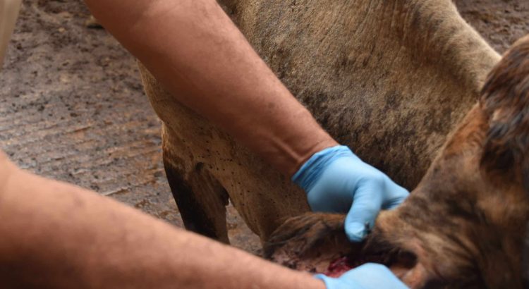 Jalisco se prepara para prevenir la plaga del gusano barrenador en ganado