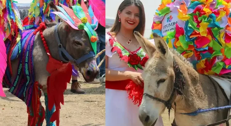 Invitan a … concurso de rebuznos