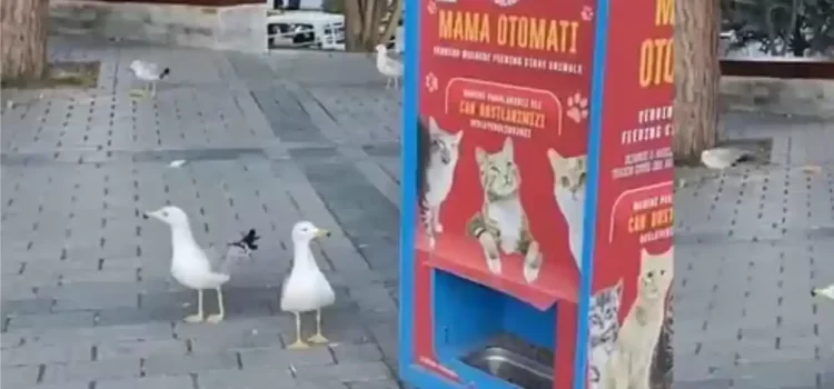 Gaviotas aprendieron a maullar para obtener comida