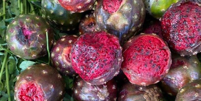 Incremento de lluvias en 2024 afectó la producción de pitaya en Jalisco