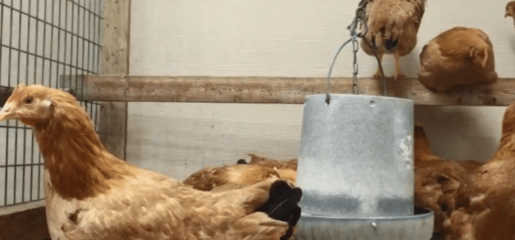 El nuevo negocio en Estados Unidos: rentar gallinas
