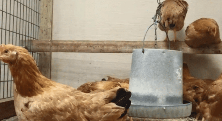 El nuevo negocio en Estados Unidos: rentar gallinas