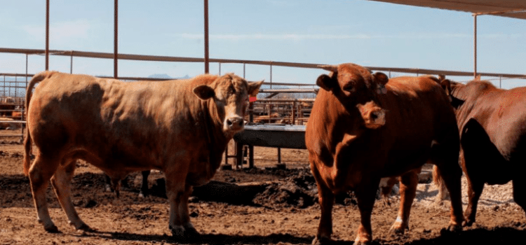 Caen precios del ganado por plaga de gusano barrenador Caen precios del ganado por plaga de gusano barrenador