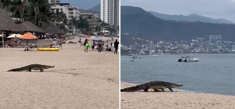 Captan cocodrilo caminando en una playa de Puerto Vallarta Captan cocodrilo caminando en una playa de Puerto Vallarta