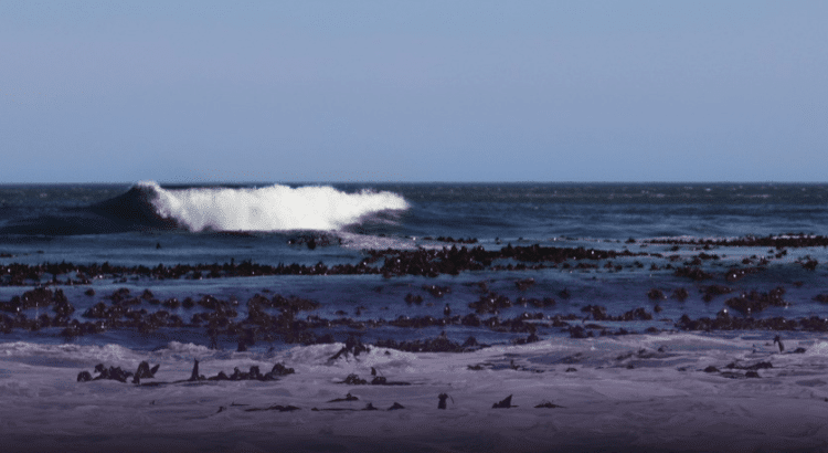 Playas de Jalisco con sargazo