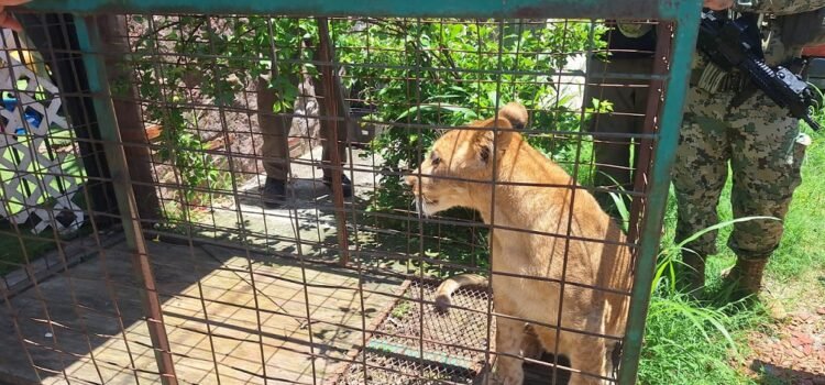 Semar rescata cachorro de león africano en Puerto Vallarta, Jalisco
