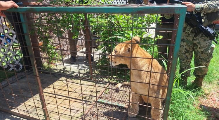 Semar rescata cachorro de león africano en Puerto Vallarta, Jalisco