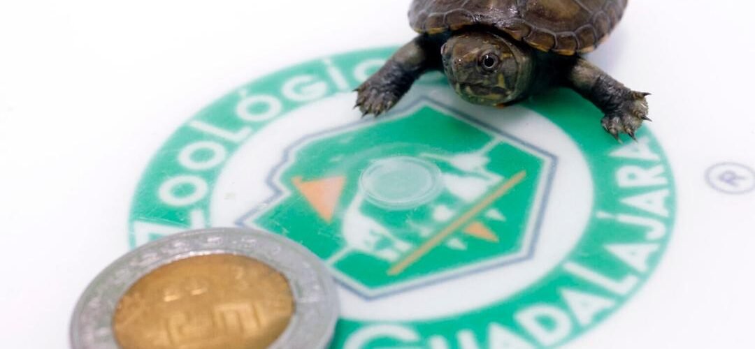 Nace ejemplar de tortuga más pequeña del mundo en Jalisco Nace ejemplar de tortuga más pequeña del mundo en Jalisco
