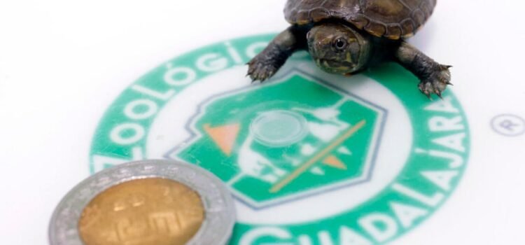 Nace ejemplar de tortuga más pequeña del mundo en Jalisco Nace ejemplar de tortuga más pequeña del mundo en Jalisco