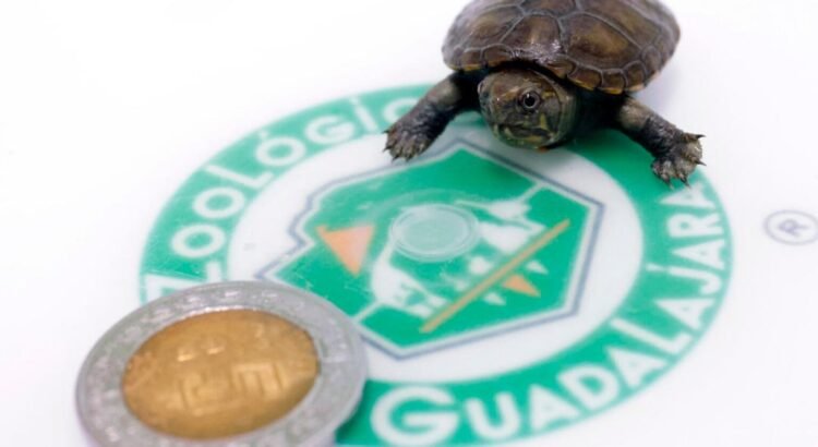 Nace ejemplar de tortuga más pequeña del mundo en Jalisco
