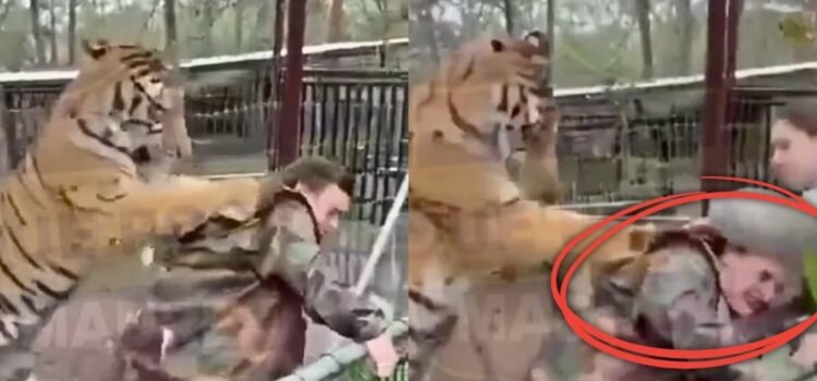 Tigre en cautiverio ataca a su veterinaria en Mazamitla, Jalisco Tigre en cautiverio ataca a su veterinaria en Mazamitla, Jalisco